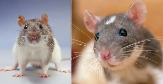 Experts have claimed rats have become more confident during lockdown (stock images)