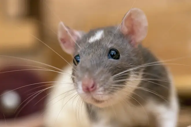 There was one case of rats entering the house through a letterbox (stock image)