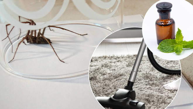 How to stop spiders getting into your home