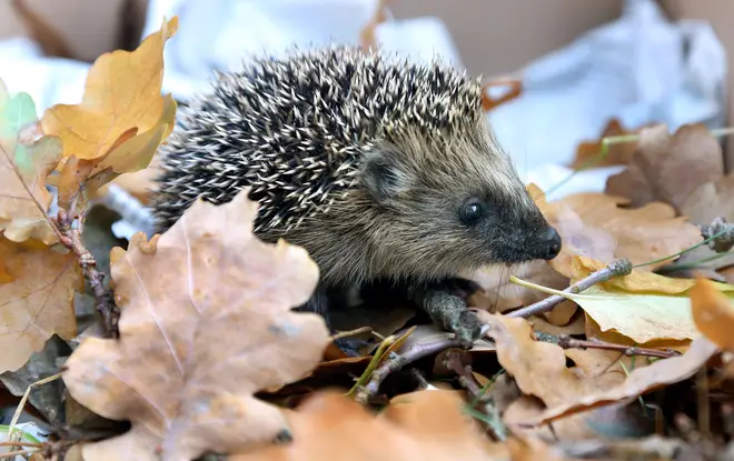 Hedgehogs are now classified as vulnerable to extinction in the UK