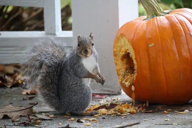 Squirrels love pumpkin, and will happily eat your jack o'lantern once Halloween is over