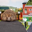 A Hedgehog hotel has been created in the UK