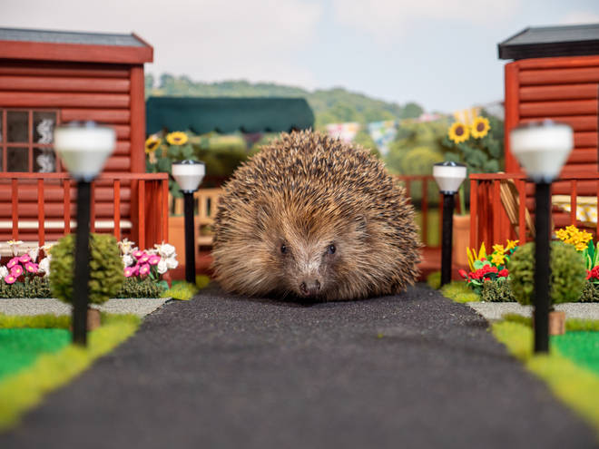 Parkdean Resorts have created a hotel for hedgehogs