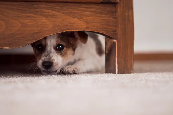 Many dogs and cats struggle in November as the fireworks spook them