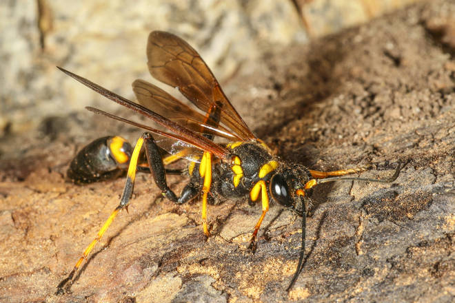 An expert has confirmed that the nests belong to mud-dauber wasps (stock image)