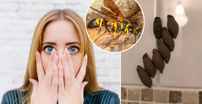 The woman asked Facebook for advice about the mysterious objects (left: stock image)