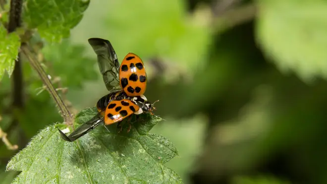 Harlequin ladybirds are identifiable by their black wings
