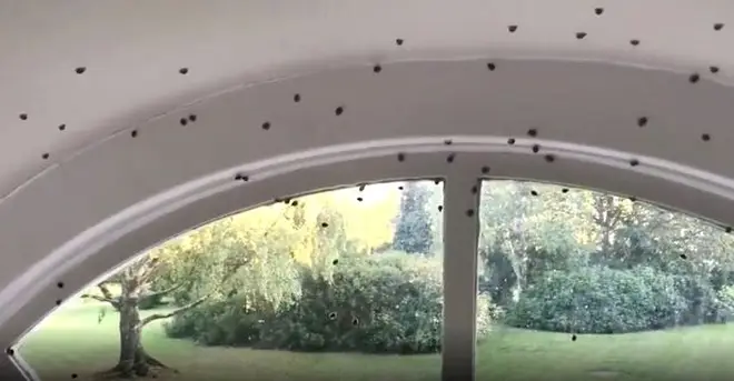 Olympic medalist Kelly Sotherton is struggling with a ladybird infestation
