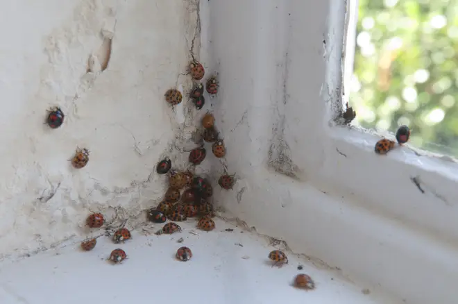 Harlequin ladybirds are invading Brits' homes