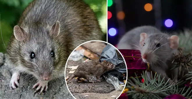 'Giant rats' could be set to invade UK homes this Christmas (stock images)