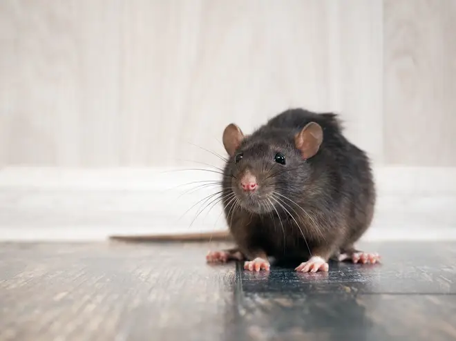 There has been an increase in rats entering homes this year (stock image)