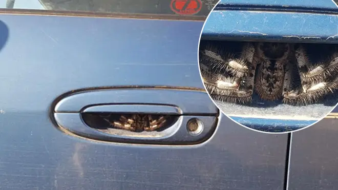 A woman has been left terrified after finding a spider in her door handle