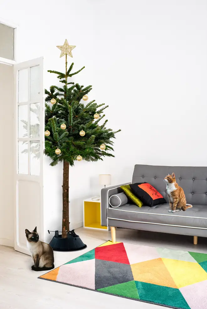 The cat-proof tree has no lower branches, meaning cats are less likely to attack baubles