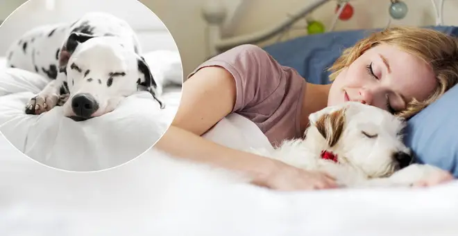 Would you let your pooch sleep in bed with you?
