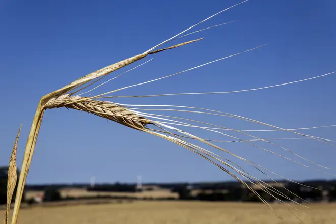 Danish Farmers Face Poor Harvest Due To Drought