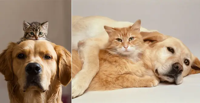The most popular names for cats and dogs have been revealed (stock image)