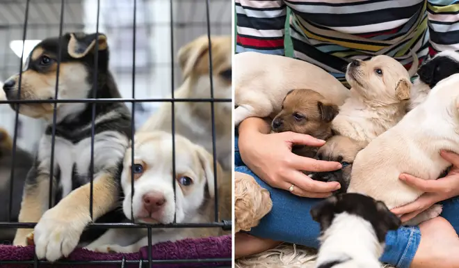 Many puppies have been 'impulsively' bought by people during the pandemic