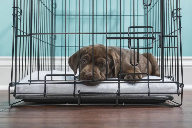 Hundreds of puppies are being sold or given to rescue homes