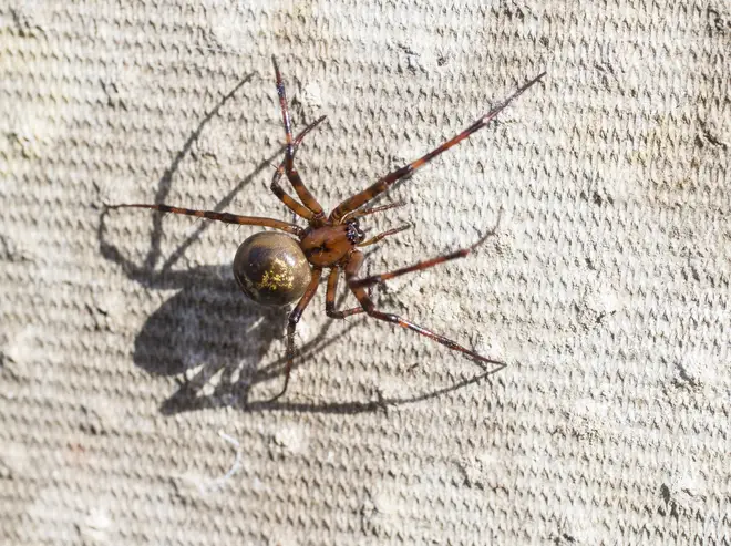Numbers of false widows spiders are thought to be growing