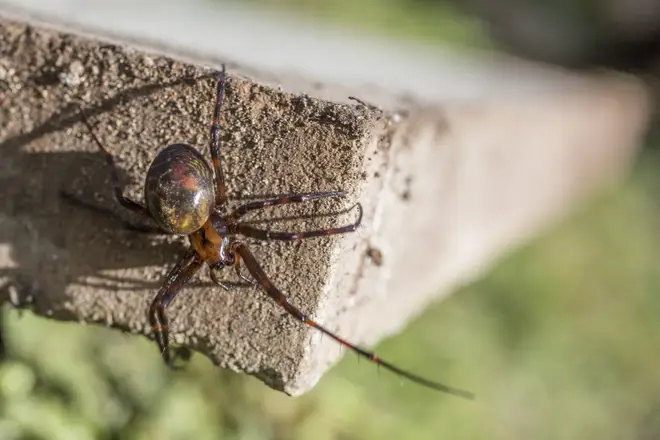 A false widow spotted in the wild