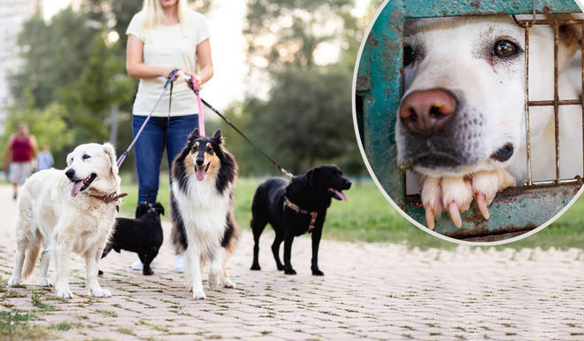 This is how you can help keep your dog from theft