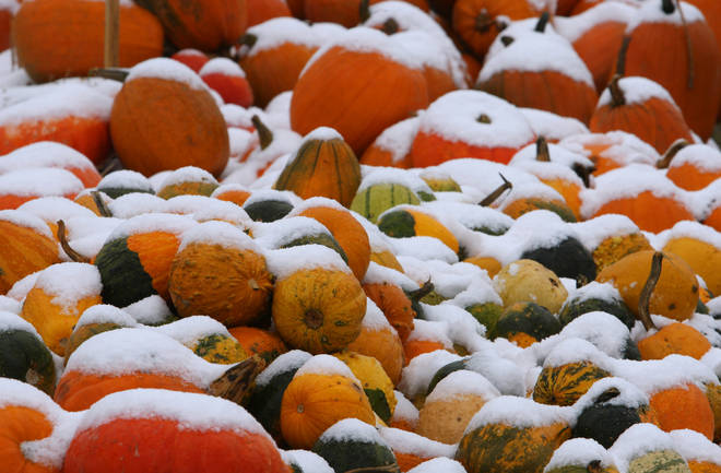 Pumpkins covered in snow