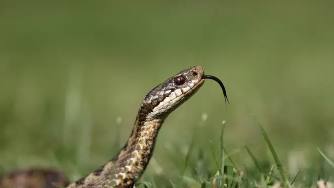 Being called a snake can have connotations of being sneaky and untrustworthy