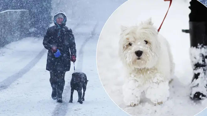 Is it safe to walk your dog in the snow?