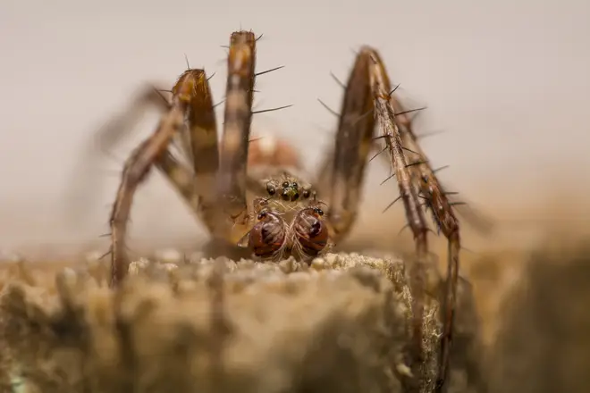 The spiders defied the powers of pest control