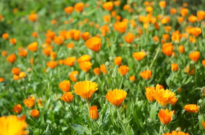 People on the internet suggested the woman continued to plant more orange flowers