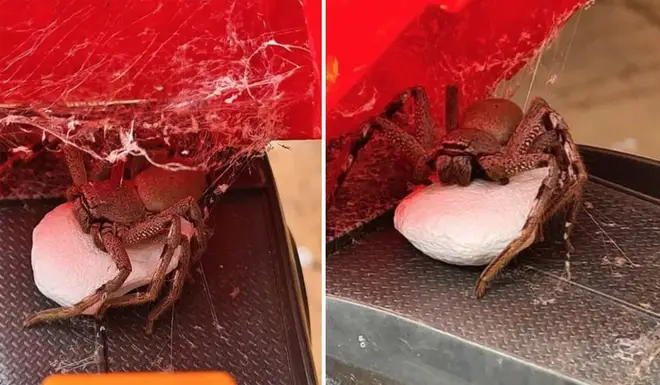 The huge huntsman spider was found in a toy truck