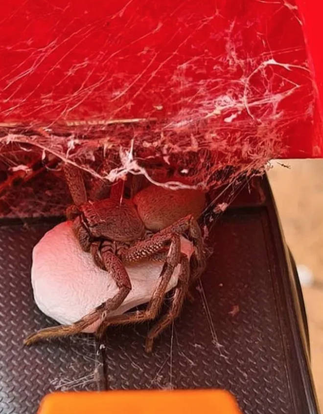 Experts said there could be up to 200 babies in the spider's sac