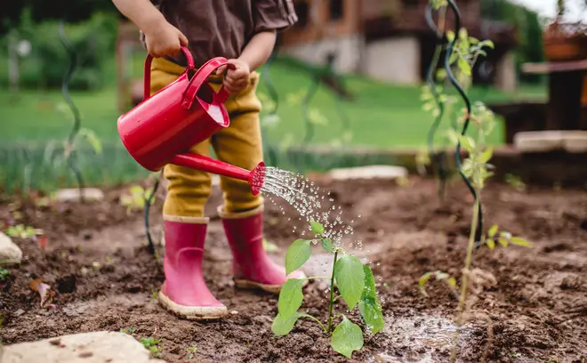 Get your kids learning about vegetables by growing your own