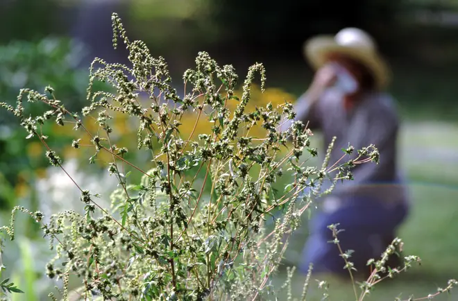 Hay fever could be an issue for sufferers