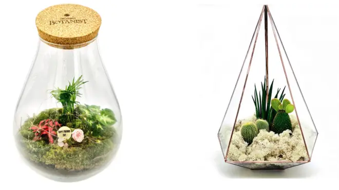 Mother's Day terrarium by The Urban Botanist