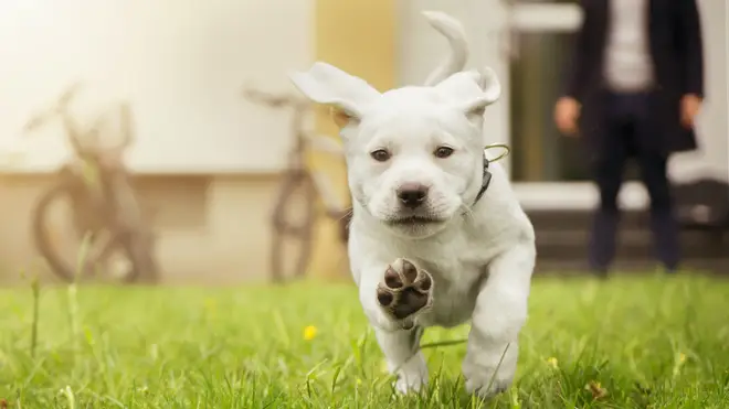 A boy from the US asked to walk his neighbour's new puppy (stock image)