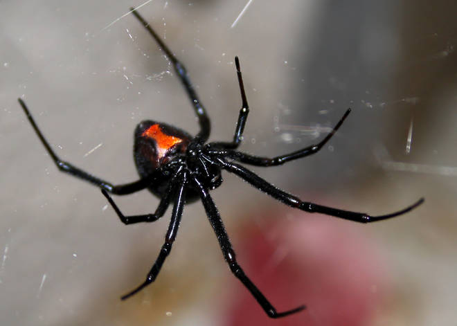 Black Widow spider in a web
