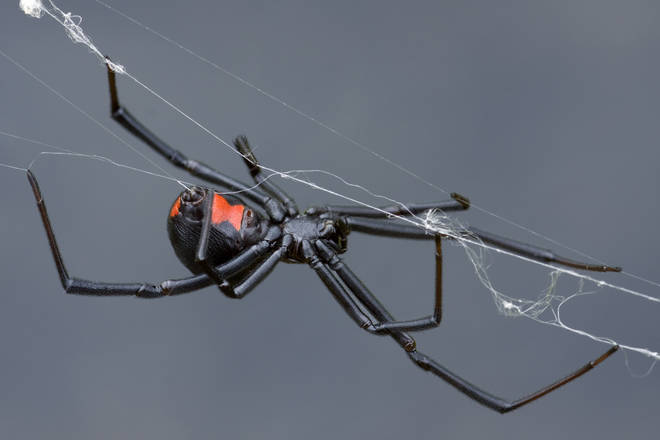 Black widow spiders are known to live in human homes