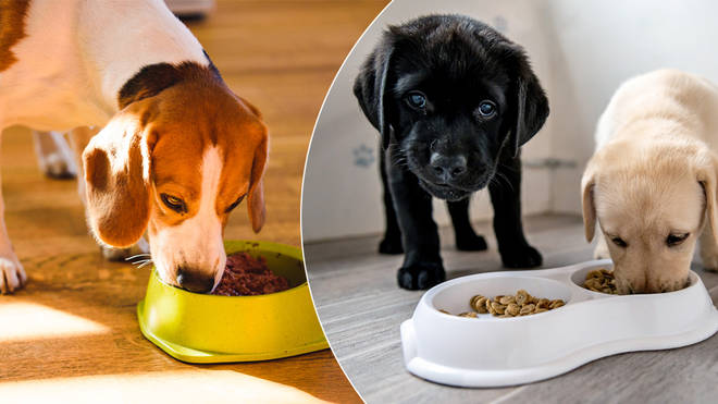 Your pet can get paid to be a dog food tester