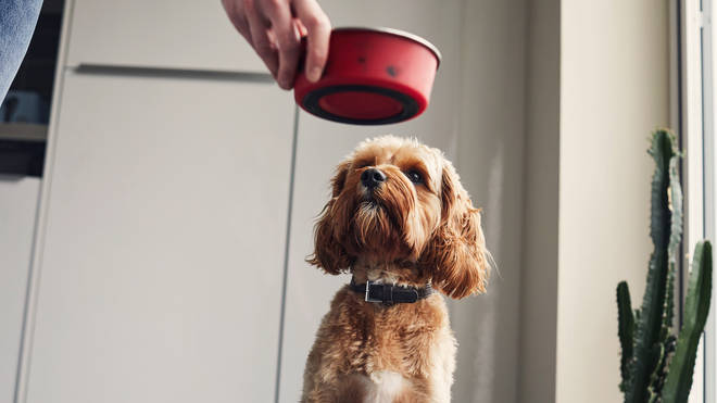 Dogs can get paid to be pet food critics