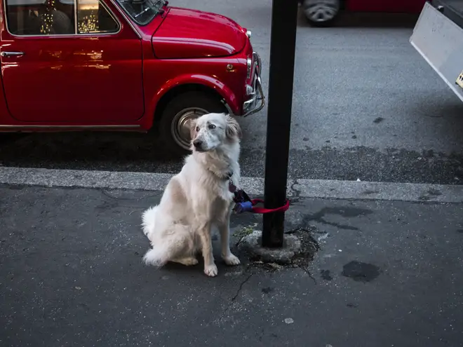 The expert said you should never tie your dog up outside a shop