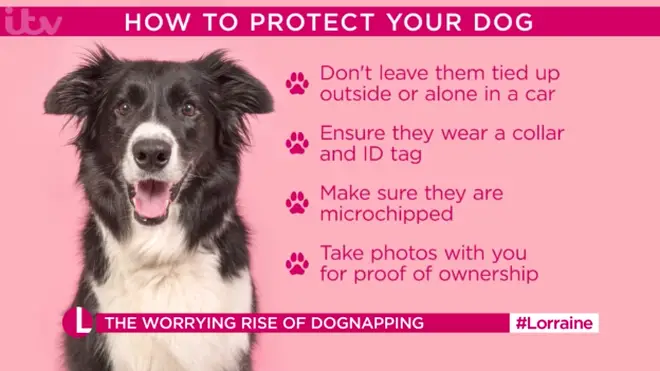 There are certain things you can do to help keep your dog safe