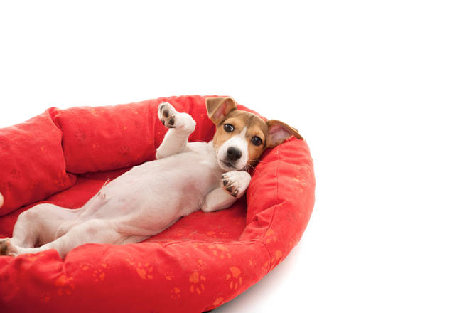 Get dogs used to relaxing in their bed on their own