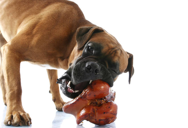 Keep your dog occupied with a big bone to chew on, or other interactive  games