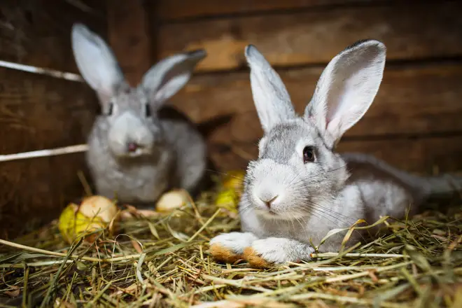 Rabbits and other small furries will enjoy extra enrichment and treats in their enclosures