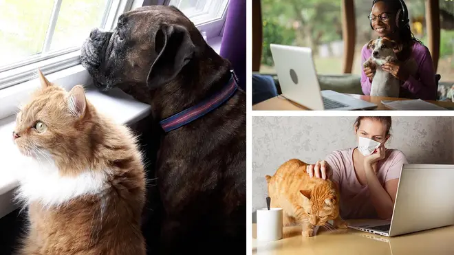 Our beloved pets will need help adjusting to life after lockdown