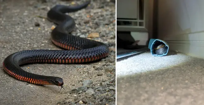 The red-bellied snake has been safely rehomed (left: stock image)