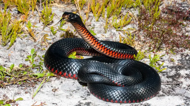 Red-bellied snakes can grow up to two metres long (stock image)