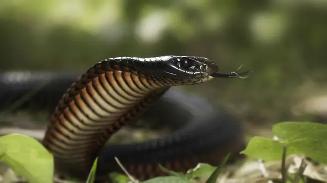 The snakes are found on the east coast of Australia (stock image)