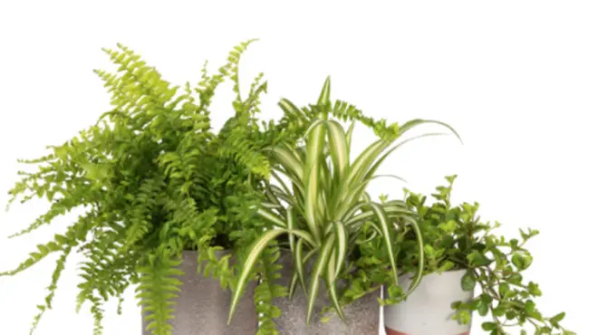 This pet-friendly bundle is perfect for any plant-loving mum